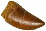 Serrated, Baby Carcharodontosaurus Tooth - Morocco #361041-1